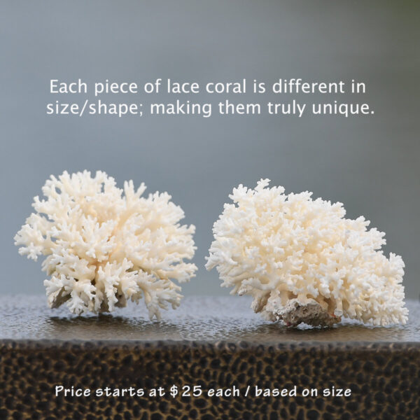 Product image for Lace Coral sm